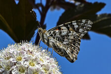 Schmetterling-3255.jpg