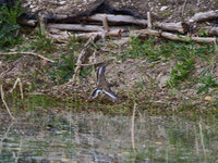 Gans im Flug__S854503_03.jpg