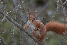 Eichhörnchen-4.jpg
