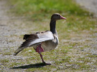 Gans im Flug__S854508_05.jpg