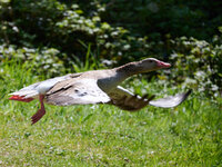 Gans im Flug__S854512_09.jpg