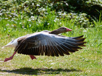 Gans im Flug__S854511_08.jpg