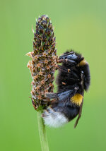 Erdhummel_2021-05-28-DSLR.jpg