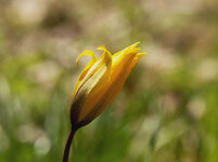 weinbergtulpe 2.jpg