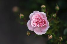 DSC03627R_Forum.jpg