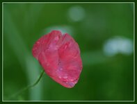 Pink_Mohn.jpg