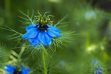 Blaue Blume-3281.jpg