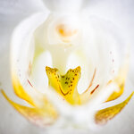 Orchidee-mit-Spiegelei.jpg