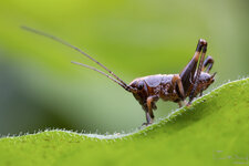 Heuschrecke_2021-05-23-DSLR.jpg