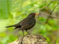 Amsel_2021_05_10_EOS5DMarkIV_6561.jpg