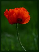 Mohn_Blüte.jpg