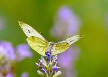 DSC_5407-1.jpg