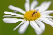 Margerite mit Besucher.jpg