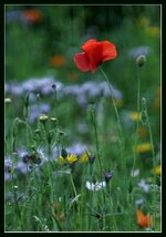 Mohn_Blumenbeet.jpg