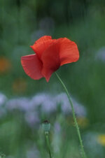 Mohn_Blumenbeet_OOC-Crop.jpg