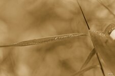 Compressed_0082.jpg