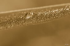 Compressed_0081.jpg
