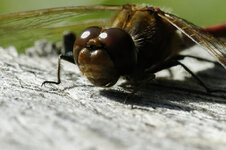 _DSC6152II_DxO.jpg