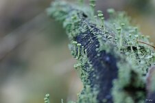 Compressed_0109.jpg