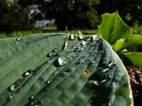comp_DSC00259.jpg