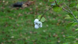 comp_DSC00450.jpg