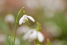 Schneeglöckchen-Sigma150.jpg