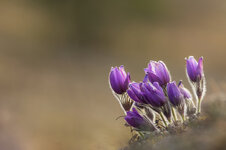 Gewöhnliche Kuhschelle (Pulsatilla vulgaris)_7875x.jpg