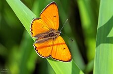 comp_DSC_2885-LDIsparPS.jpg