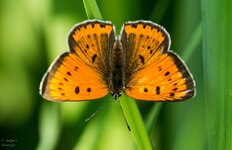 comp_DSC_2891-LDisparPS.jpg