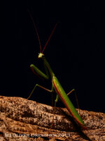 TM2B4540.JPG