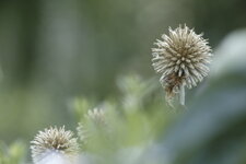 IMG_1721dpp.JPG