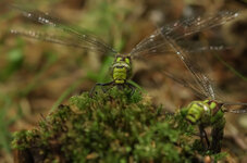 K_5E0641-1_f.jpg