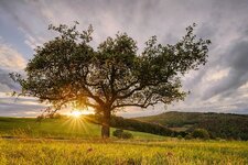 Landschaft-und-Natur-Mainstream.jpg