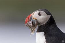 2021-07-NO--Hornoya-Puffin-7-1200.jpg