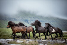 200715-Faroe-Oyndarfjordur-Hengste344.jpeg