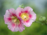 2M110018 Stockrose 1066x800 300KB.jpg