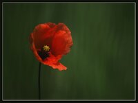 Feld-Mohn-Blüte.jpg