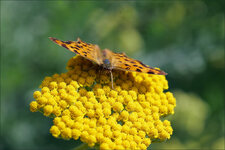 schmetterling_14.jpg