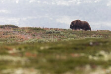 2021-08-09-NO-Dovrefjell-Moschus-2-1200.jpg