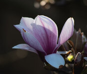magnolie 1.jpg