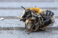 Wildbienen-Paarung_2021-06-03-DSLR.jpg