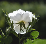 rose 1.jpg