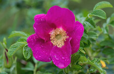 rose 1.jpg