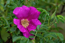 rose 3.jpg