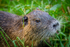 Nutria.jpg