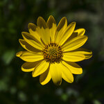 Mittagsblume-3079.jpg