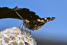 Schmetterling-3237.jpg