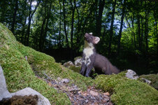 20210528_175818_camera_trap_jura_15.jpg