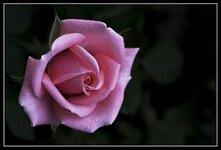 Rose022019mitRahmen.jpg