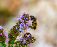 Bienen_Z-fc-4.jpg